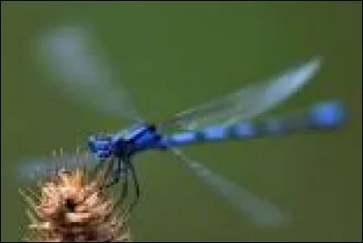 Les libellules vivaient 250 millions d'années avant les dinosaures.