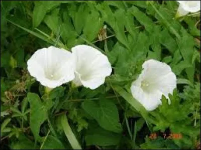 Elle est envahissante...