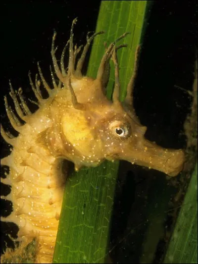 Quel est le nom de cet animal ?