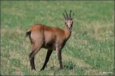 Quel est le nom de cet animal ?