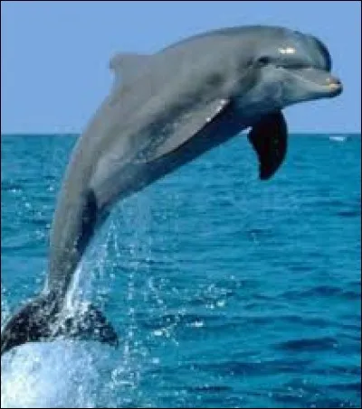 Quel est le nom de cet animal ?