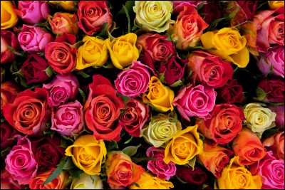 Laquelle de ces fleurs te correspond le plus ?