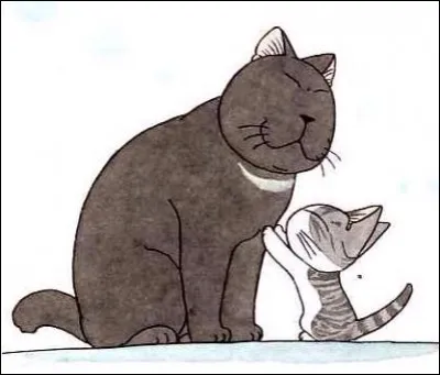 Comment se rencontrent les deux chats ?