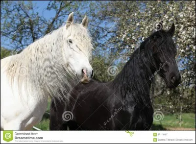 Quel poids fait un cheval de selle adulte ?
Sauf Shire.