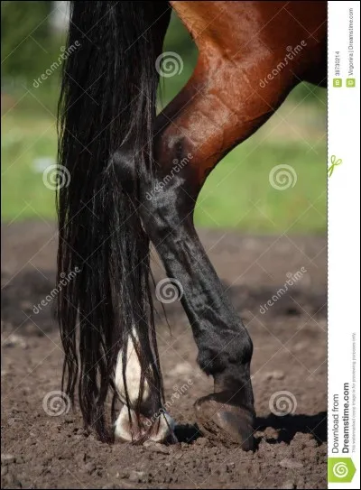 Que sont les fanons ?