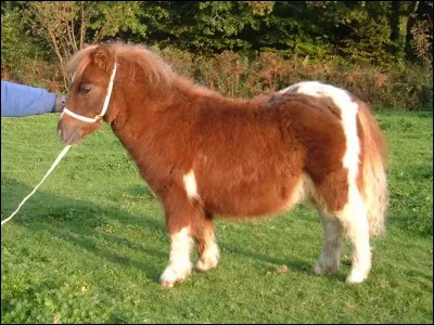 Combien mesure le cheval le plus petit du monde ?