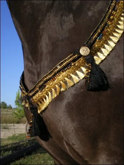 Comment s'appelle le cou du cheval ?