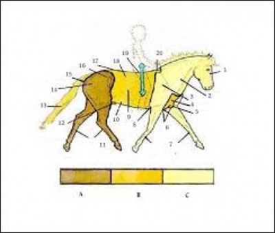 Le cheval est composé de trois parties, lesquelles ?