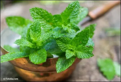 La menthe poivrée a de nombreuses vertus, comme celles d'être anti-inflammatoire,antalgique, ou anti-stress, mais quelle est son origine ?