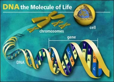 L'être humain est composé d'un grand nombre de gènes, et chaque personne est unique. Mais, combien de gènes avons-nous ?