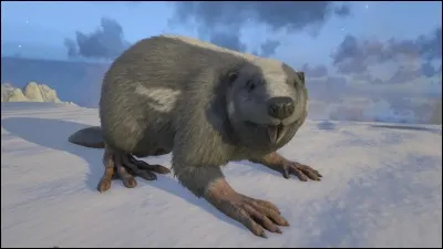 Quelle est la particularité du castor ?