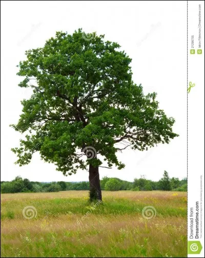 Quel est le nom de cet arbre ?
