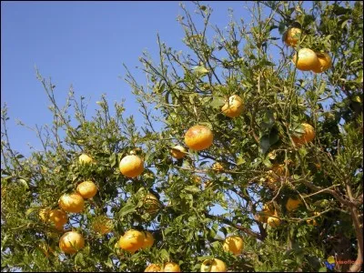 Qu'est-ce qui pousse dans les champs...