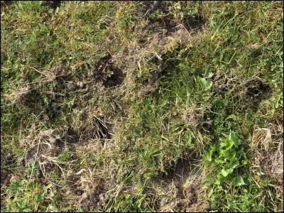 Qu'est-ce qui troue le gazon des...