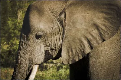 Quels aliments adore l'éléphant de George ?