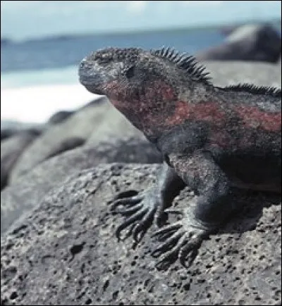 Quel est cet animal marin ?