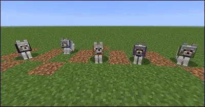 Comment s'appelle son chien ?