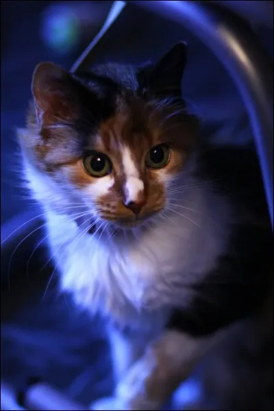 Quel apprenti, du clan de la Rivière, Feuille de Lune a-t-elle sauvé ?