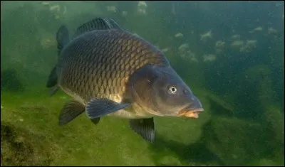 Quel est ce poisson d'eau douce ?
