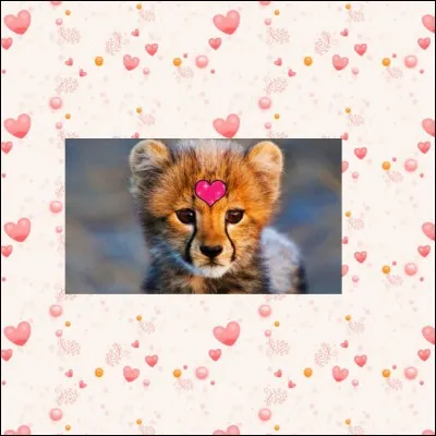 Comment appelle-t-on l'amour des animaux poussé au désir sexuel ?