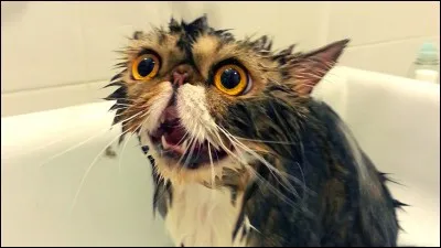 Comment on sait qu'un chat est content ?