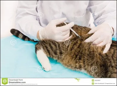 De combien de vaccins le chat a-t-il besoin, par an ?