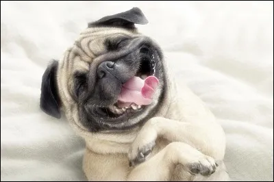 Eggsy tue-t-il le chien ?