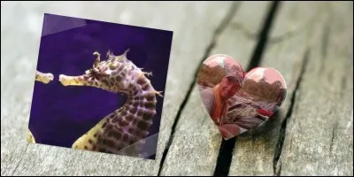 J'imagine bien Moquette nous créer un quiz sur les animaux et l'amour.
Dans le couple des hippocampes, qui porte les enfants pendant la gestation ?