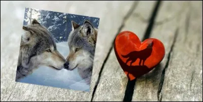 Pilounet et son avatar de loup font aussi partie de la fête. Son beau loup trouvera-t-il une louve ?
Comment appelle-t-on le meneur d'une meute de loup ?