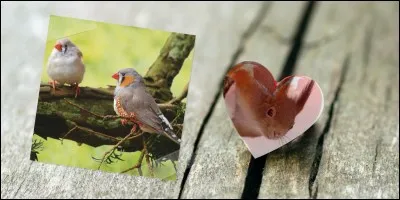 Lotoise me semble plus inspirée par le thème des oiseaux que celui de l'amour ce mois-ci !
Les oiseaux sont des...