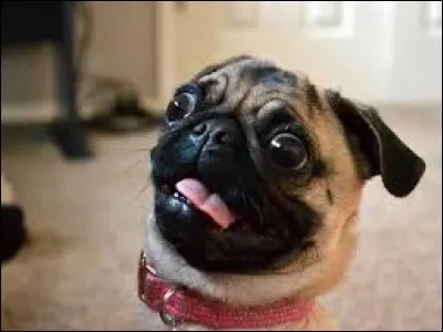 À quel animal n'a-t-on pas le droit de faire des grimaces si l'on ne veut pas aller en prison ?