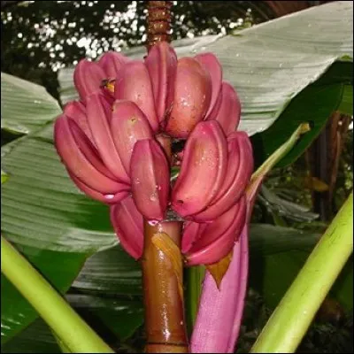 Ces bananes sont-elles réellement rouges ou s'agit-il d'une photo numérique retravaillée ?