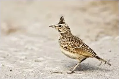 Dans une chanson, il a été fait des outrages à cet oiseau ! Quel est-il ?