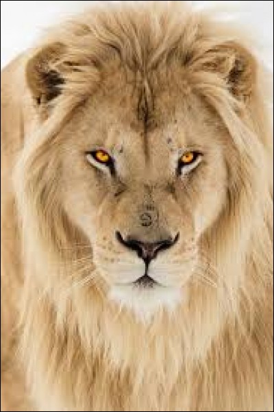 Sur quel continent peut-on trouver des lions à l'état sauvage ?
