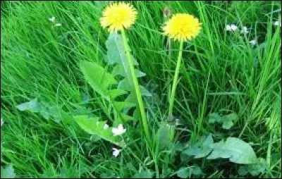 Quel est l'autre nom du pissenlit ?