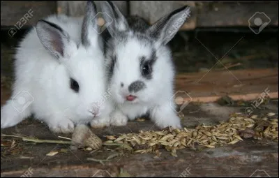 Voyons si le fer vous botte !