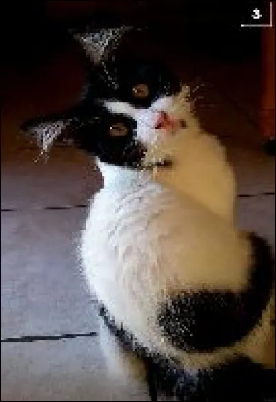 Comment s'appelle son chat ?