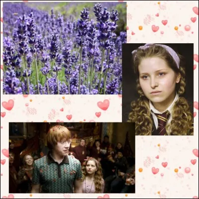 Elle collera Ronald Weasley comme les abeilles collent cette fleur violette, mais quel est son nom ?