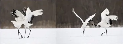 Quels sont ces deux magnifiques oiseaux dans une parade amoureuse des plus élégantes ?