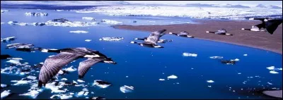 Qui est le réalisateur du splendide, magique et instructif film documentaire "Le Peuple migrateur" ?