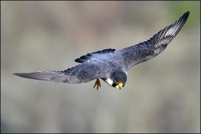 Quel est l'oiseau le plus rapide au monde, en piqué ?