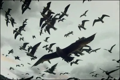 Au début du film "Les oiseaux" d'Hitchcock, le ciel est envahi anormalement par des oiseaux. Quels sont ces oiseaux qui piquent droit sur eux, alors que les enfants jouent à Colin-Maillard ?