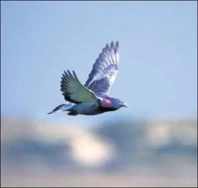 Quelle est, selon les colombophiles, et sauf exception, la distance maximum que peuvent effectuer les pigeons voyageurs ?