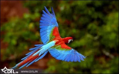 Complétez les paroles, afin de retrouver la couleur de l'oiseau dans la chanson de Marie Myriam : "Un oiseau.... survolant la terre" :