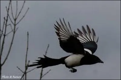 Dans quelle bande dessinée rencontre-t-on une pie voleuse ?