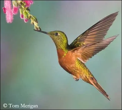 Qui sont ces petits oiseaux qui ont la particularité de pouvoir voler en arrière ?