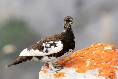 Quel est ce magnifique oiseau des Alpes qui prend la couleur de la neige, en hiver ?