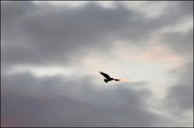 Qui chantait "Dis l'oiseau, oh dis emmène-moi, retournons au pays d'autrefois..." ?