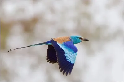 Qui chantait "Fais comme l'oiseau, ça vit d'air pur et de pêche un oiseau, mais jamais rien ne l'empeche l'oiseau, d'aller plus haut" ?