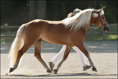 Tu pr&eacute;f&eacute;rerais un(e) ...